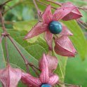 Clerodendron trichotomum bractEes et fruits P13 P17 P27